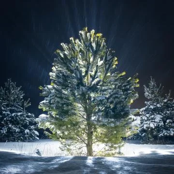 Christmas tree Stock Photos