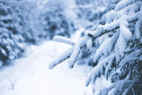 Christmas tree Foto stock