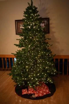 Christmas Tree Photos