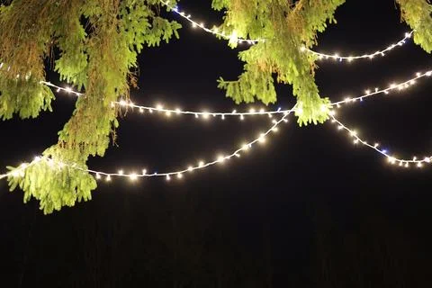 Christmas tree Stock Photos