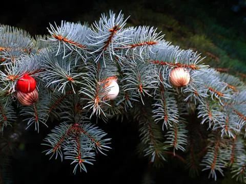 A Christmas tree Stock Photos