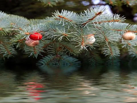 The Christmas tree 스톡 사진
