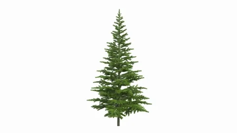 Christmas tree, pine,  fir-tree, grow up. In Ultra HD 4k 8k.  isolated Stock Footage 108566761