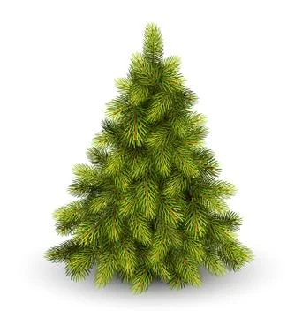 Christmas Tree Pine Isolated on White Stock Illustration