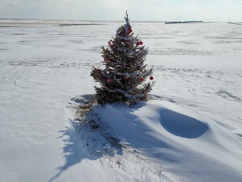 Christmas Tree on the plains Stock Photos