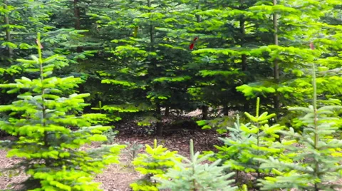 Christmas tree plantation in a forest Stock Footage 43502989