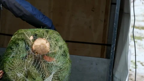 Christmas tree Purchase.A man loads packaged spruce   into a trailer Stock Footage 282003102