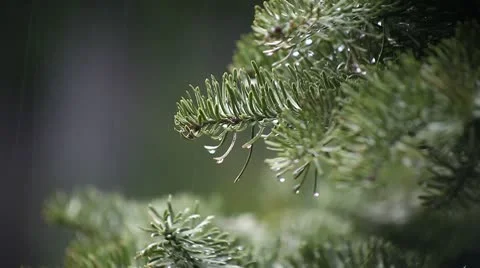 Christmas tree in the rain Stock Footage 8906507