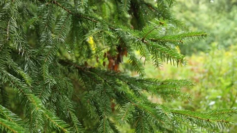 Christmas tree in the rain 库存影片 79771244