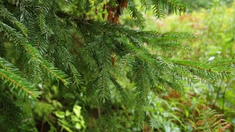 Christmas tree in the rain 動画素材 79771286