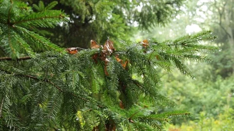 Christmas tree in the rain 库存影片 79771540