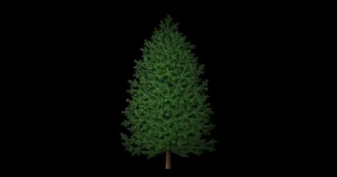 Christmas Tree ready for decoration 動画素材 82772098