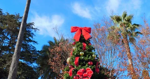 Christmas tree with red ribbon decorations and palm trees in Beverly Hills, 4K Stock Footage 101005534