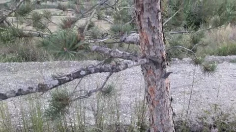 Christmas Tree from root to top branches Stock Footage 160766183