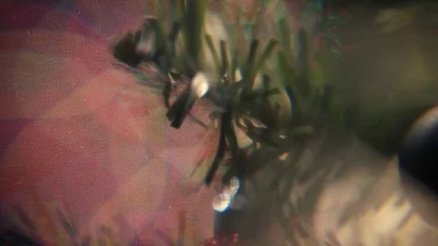 Christmas Tree Rotate Abstract Stock Footage 70859879