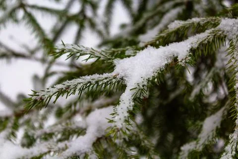 Christmas tree. Scots pine branches in the snow. branches of a snow-covered Stock Photos