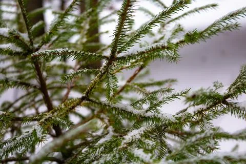 Christmas tree. Scots pine branches in the snow. branches of a snow-covered Stock Photos
