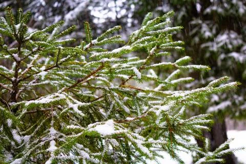 Christmas tree. Scots pine branches in the snow. branches of a snow-covered Foto stock