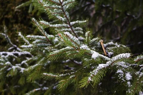 Christmas tree. Scots pine branches in the snow. branches of a snow-covered Stock Photos