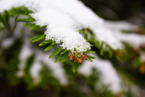Christmas tree. Scots pine branches in the snow. branches of a snow-covered Stock Photos