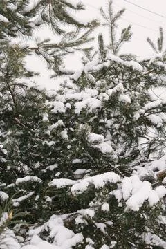Christmas tree. Scots pine branches in the snow in the snow. branches of a .. Stock Photos