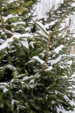 Christmas tree. Scots pine branches in the snow in the snow. branches of a snow Stock Photos