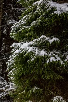 Christmas tree. Scots pine branches in the snow in the snow. branches of a .. Stock Photos