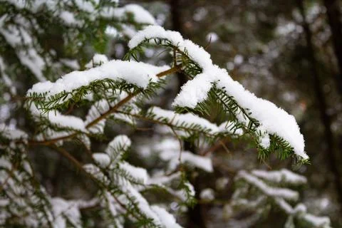Christmas tree. Scots pine branches in the snow in the snow. branches of a .. Stock Photos