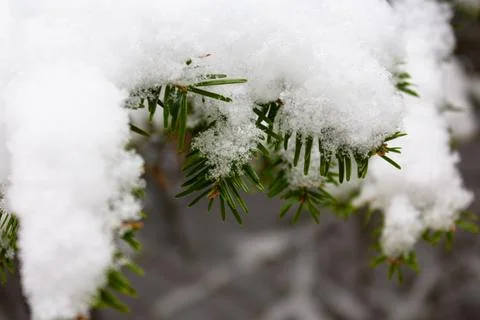Christmas tree. Scots pine branches in the snow in the snow. branches of a .. Stock Photos