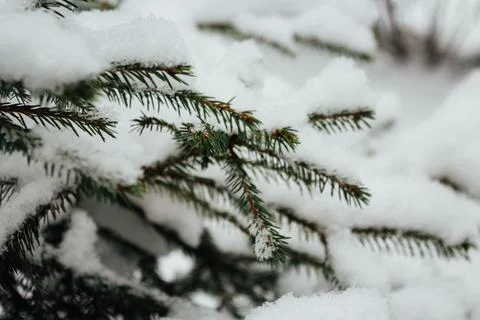 Christmas tree. Scots pine branches in the snow in the snow. branches of a .. Stock Photos