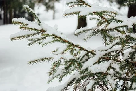 Christmas tree. Scots pine branches in the snow in the snow. branches of a .. Stock Photos