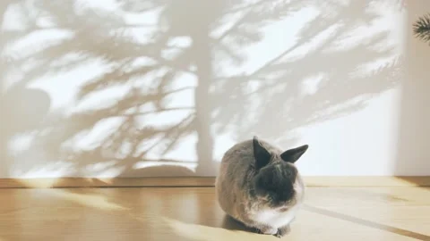 Christmas tree shadow on the wall and rabbit Video stock 164315863