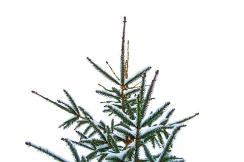 Christmas tree on sky background Stock Photos