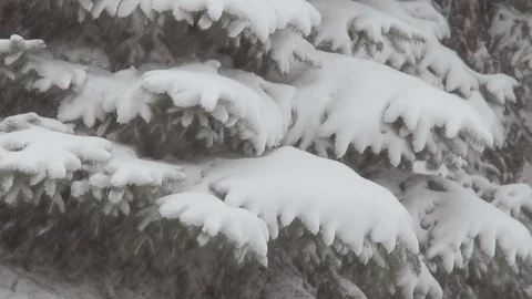 Christmas tree in the snow during a snowfall. Branches of a coniferous tree in Stock-Footage 83617551
