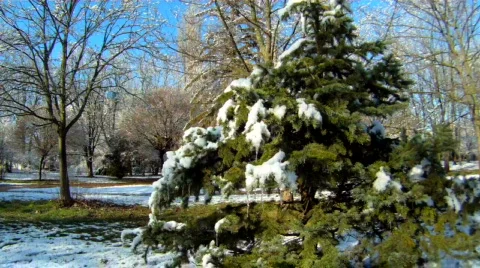 Christmas tree with snow Stock Footage 835261