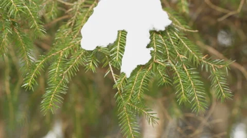 Christmas tree with snow 库存影片 86424688