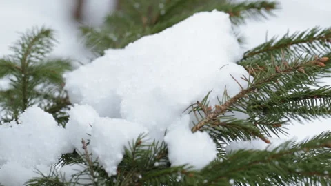Christmas tree with snow 库存影片 87870813