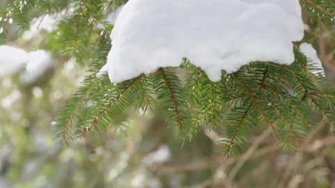 Christmas tree with snow 库存影片 87871688