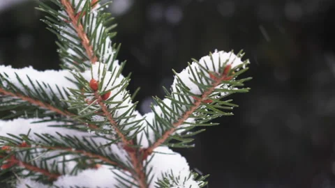 Christmas tree in the snow Stock Footage 167158449