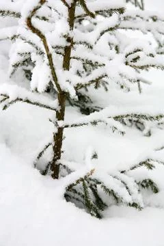 Christmas tree in snow Stock Photos