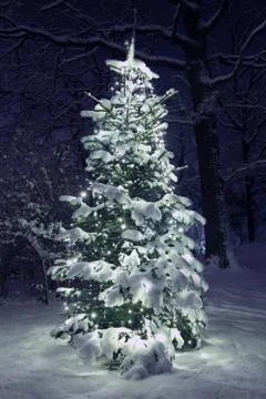 .Christmas Tree in Snow Stock Photos