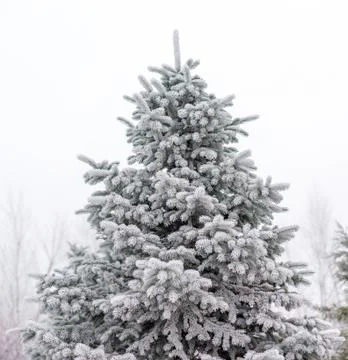 Christmas tree in the snow. Fotos de archivo