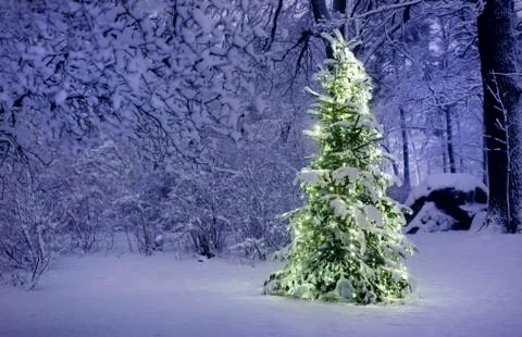 Christmas Tree in Snow Stock Photos