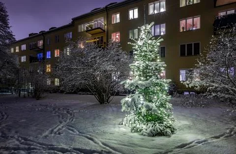 Christmas Tree in Snow Фото