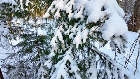 A Christmas tree in the snow in a winter forest on a sunny day. Stock Footage 305293328