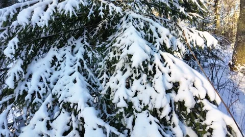 A Christmas tree in the snow in a winter forest on a sunny day. Stock Footage 305293348