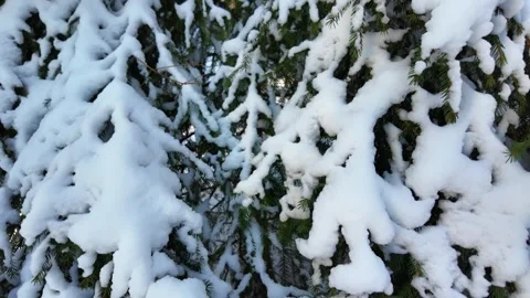 A Christmas tree in the snow in a winter forest on a sunny day. Stock Footage 305293375