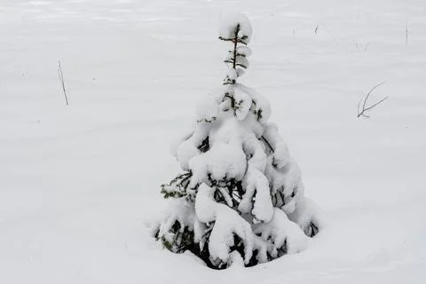 Christmas tree in a snowdrift. Stock Photos