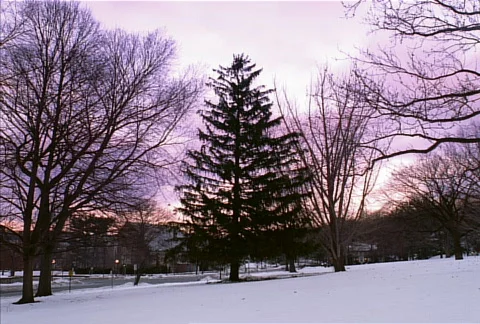 Christmas Tree at Sunset NTSC Vidéo 548982