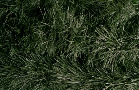 Christmas tree texture. Green background with branches. Stock Photos